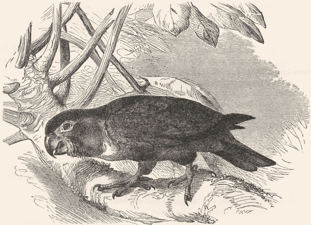 BIRDS. Cracker. Lory. Purple-capped, Lorikeet c1870 old antique print picture